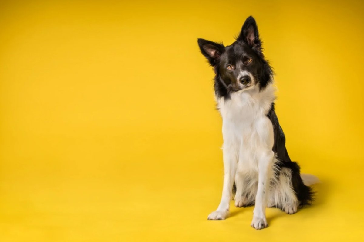 Border Collie su sfondo giallo