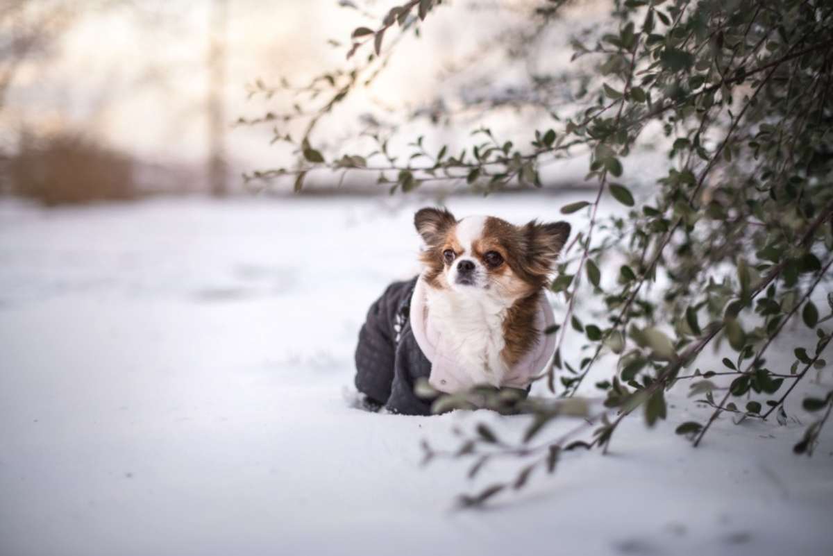 Cane sulla neve con il cappottino 