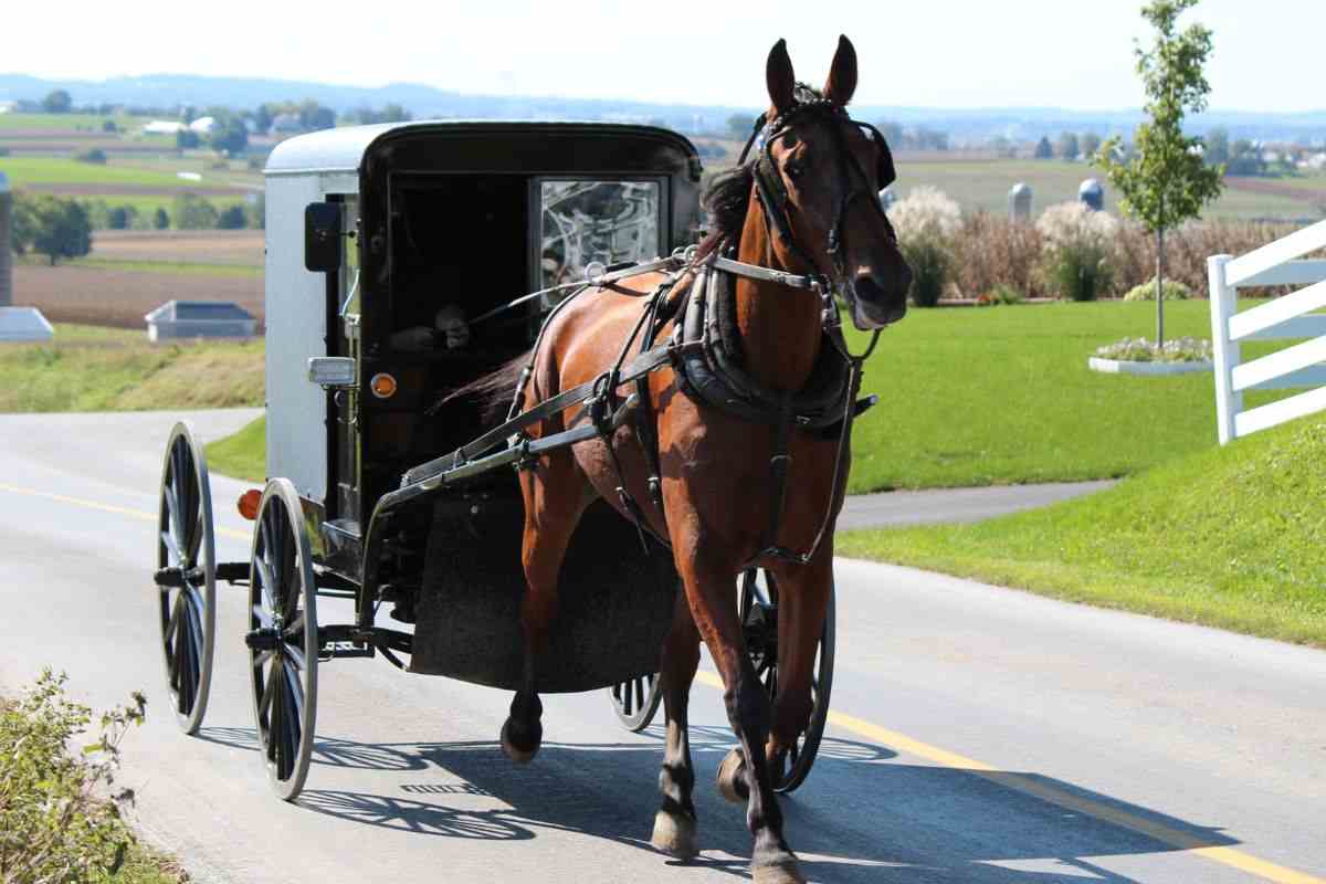 Carrozza trainata da cavallo