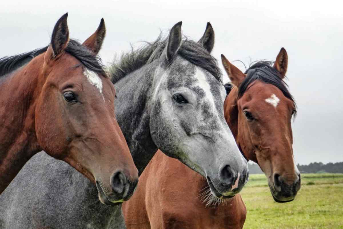 Tre cavalli nel prato