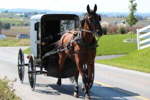 Cavallo traina carrozza