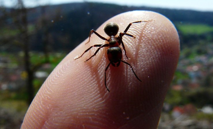 formica rossa sul dito di una mano