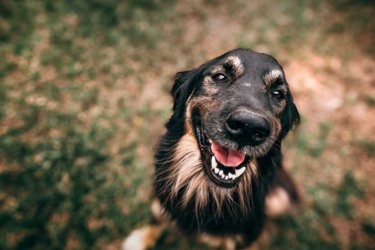 Foto ravvicinata del cane