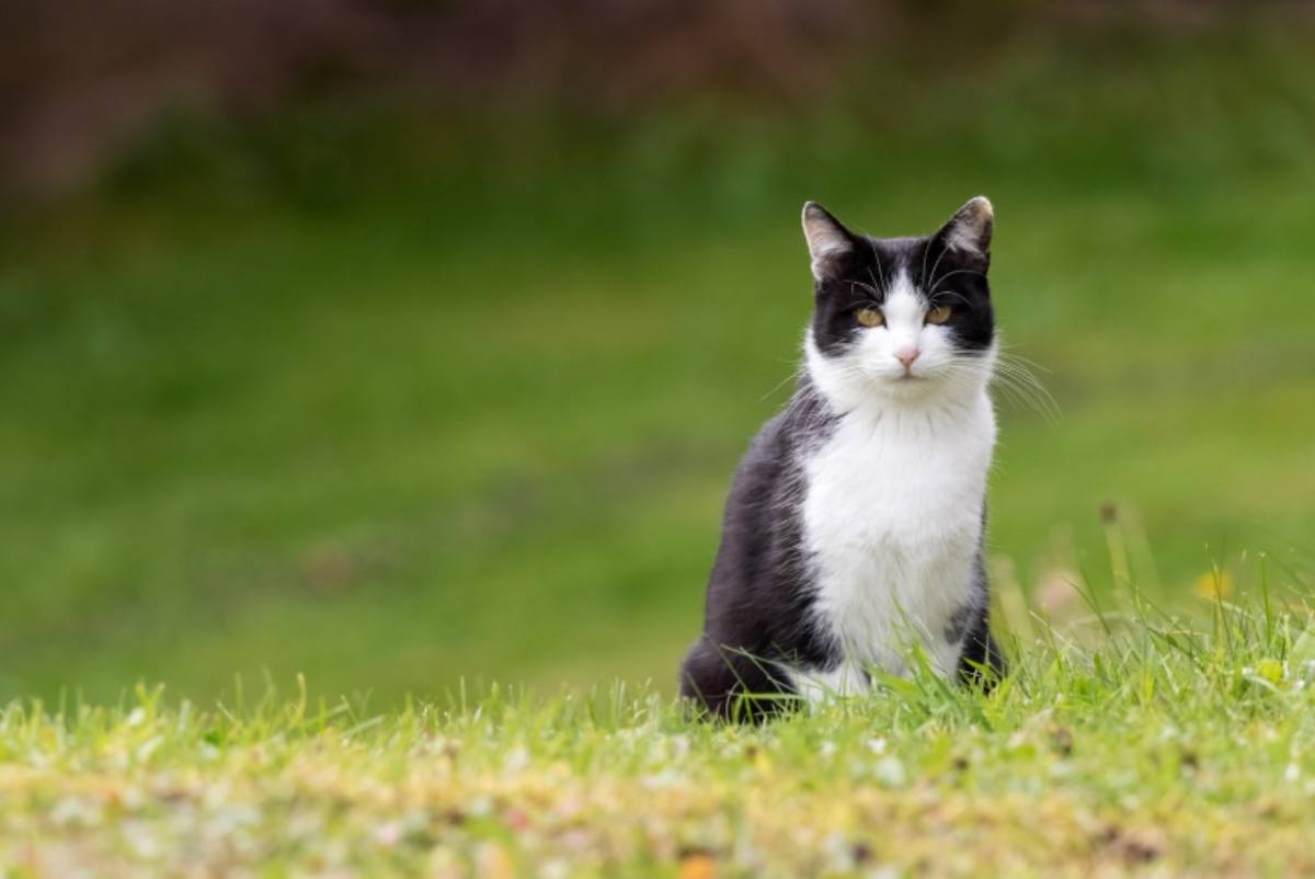 Gatto bianco e nero nell'erba 