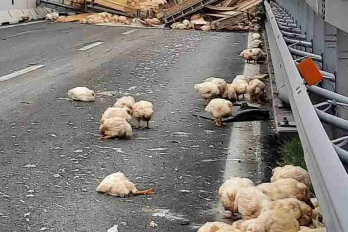 Gli animali ribaltati in autostrada