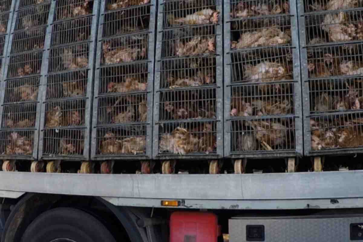 Camion trasporta gabbie contenenti polli