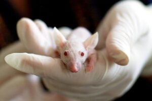 Cavia da laboratorio tra le mani