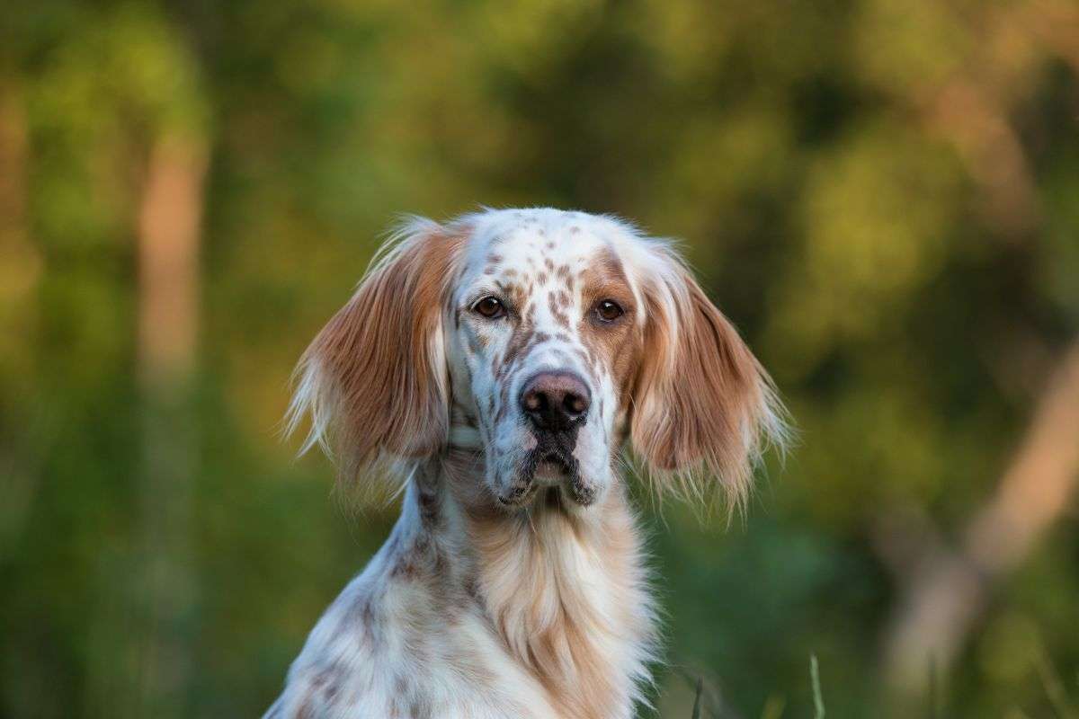 Un setter inglese di giovane età